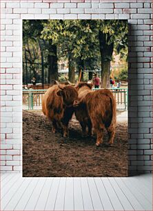 Πίνακας, Highland Cows in the Park Highland Cows in the Park