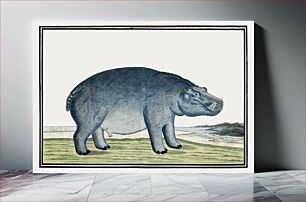 Πίνακας, Hippopotamus amphibius capensis: Hippopotamus (ca.1777) by Robert Jacob Gordon