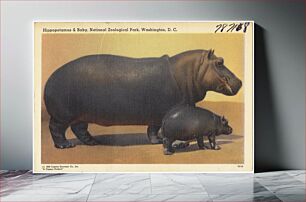 Πίνακας, Hippopotamus & baby, National Zoological Park, Washington, D. C