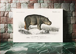 Πίνακας, Hippopotamus (Hippopotame Amphibie) illustrated by Charles Dessalines D' Orbigny (1806-1876)