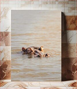 Πίνακας, Hippopotamus in Water Ιπποπόταμος στο νερό
