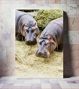 Πίνακας, Hippopotamuses in a Field Ιπποπόταμοι σε ένα χωράφι