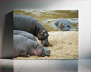 Πίνακας, Hippos by the Water Ιπποπόταμοι δίπλα στο νερό