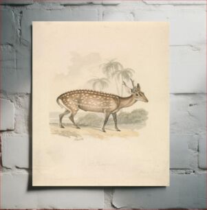 Πίνακας, Hog Deer