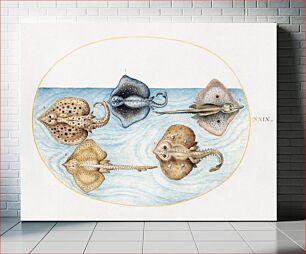 Πίνακας, Homelyn Ray and Four Other Rays or Skates (1575–1580) by Joris Hoefnagel