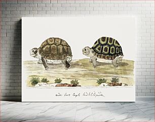 Πίνακας, Homopus areolatus: common padloper tortoise (1777–1786) by Robert Jacob Gordon