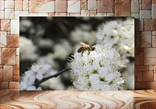 Πίνακας, Honeybee on White Blossoms Μέλισσα σε λευκά άνθη
