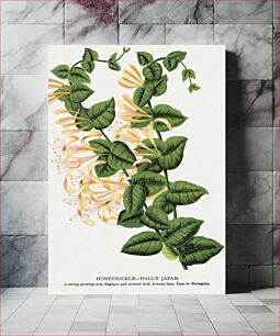 Πίνακας, Honeysuckle flower lithograph