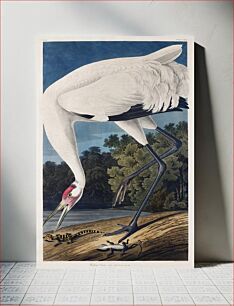 Πίνακας, Hooping Crane from Birds of America (1827) by John James Audubon, etched by William Home Lizars