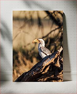 Πίνακας, Hornbill on a Branch Hornbill σε ένα κλαδί