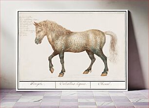 Πίνακας, Horse, Equus ferus caballus (1596–1610) by Anselmus Boëtius de Boodt