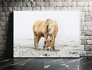 Πίνακας, Horse Grazing in Frosty Field Άλογα που βόσκουν στο παγωμένο χωράφι