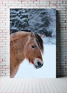 Πίνακας, Horse in Snow Άλογο στο χιόνι