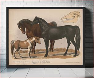 Πίνακας, Horses. 1. Race horse. 2. Cart horse. 3. Pony