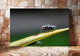 Πίνακας, Housefly on a Leaf Οικιακή μύγα σε φύλλο