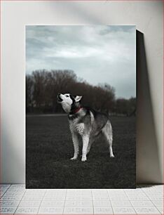 Πίνακας, Howling Husky in the Park Ουρλιάζοντας χάσκι στο πάρκο