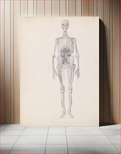 Πίνακας, Human Figure, Anterior View (Finished Study of Final Stage of Dissection) by George Stubbs