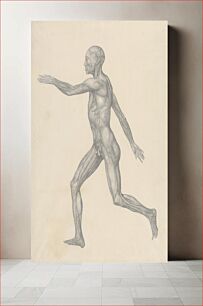 Πίνακας, Human Figure, Lateral View, after Removal of the Skin and the Underlying Fascial Layers (Finished Study for Table XIII) by George Stubbs