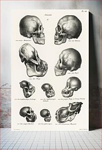 Πίνακας, Human Monkey and Ape skulls from Volledige Natuurlijke Historie der Zoogdieren(1845) by schinz de Visser