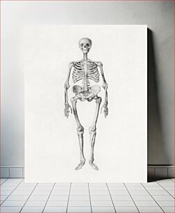Πίνακας, Human Skeleton, Anterior View (Finished Study for Table I), (1795–1806) by George Stubbs