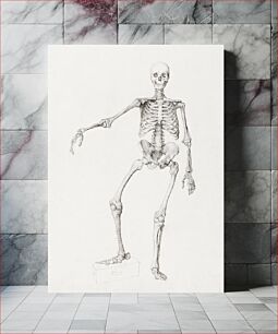Πίνακας, Human Skeleton, Anterior View (Right Arm Outstretched; finished study for unpublished table), (1795–1806) by George Stubbs