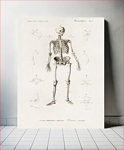 Πίνακας, Human skeleton illustrated by Charles Dessalines D' Orbigny (1806-1876)