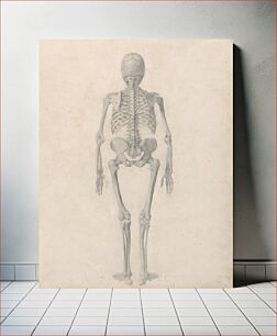 Πίνακας, Human Skeleton, Posterior View (Finished Study for Table II) by George Stubbs