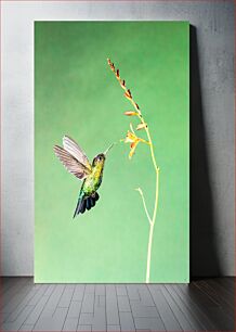 Πίνακας, Hummingbird and Flower Κολίμπρι και λουλούδι