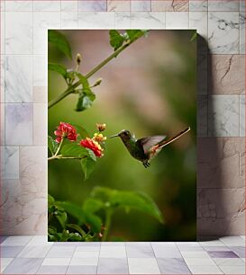 Πίνακας, Hummingbird and Flowers Κολίμπρι και λουλούδια