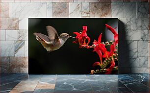 Πίνακας, Hummingbird and Red Flowers Κολίμπρι και κόκκινα λουλούδια