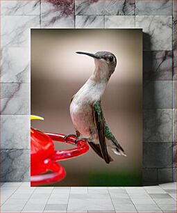 Πίνακας, Hummingbird at Feeder Κολίμπρι στο Feeder