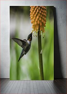 Πίνακας, Hummingbird Feeding on Flower Κολίμπρι που ταΐζει με λουλούδι