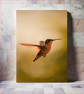 Πίνακας, Hummingbird in Flight Κολίμπρι σε πτήση
