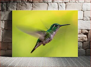 Πίνακας, Hummingbird in Flight Κολίμπρι κατά την πτήση