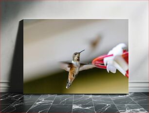 Πίνακας, Hummingbird in Motion Κολίμπρι σε κίνηση