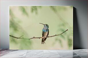 Πίνακας, Hummingbird on a Branch Κολίμπρι σε ένα κλαδί