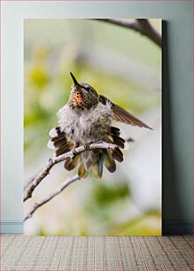 Πίνακας, Hummingbird on a Branch Κολίμπρι σε ένα κλαδί