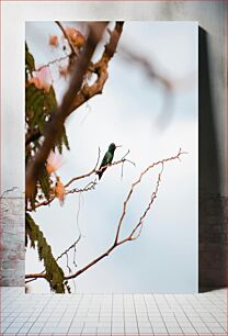 Πίνακας, Hummingbird on a Branch Κολίμπρι σε ένα κλαδί