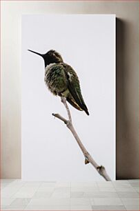 Πίνακας, Hummingbird on Branch Κολίμπρι στο κλαδί