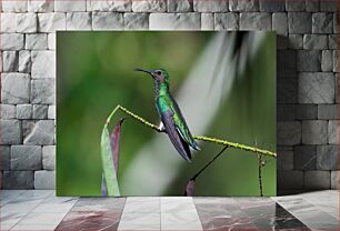 Πίνακας, Hummingbird Perched on a Branch Κολίμπρι σκαρφαλωμένο σε ένα κλαδί
