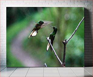 Πίνακας, Hummingbirds in Flight Κολίβρια σε πτήση