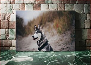 Πίνακας, Husky Dog at the Beach Husky Dog at the Beach