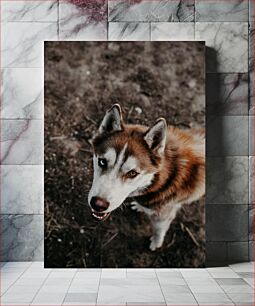 Πίνακας, Husky in Nature Husky in Nature