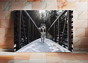 Πίνακας, Husky Running on a Snow-covered Bridge Χάσκι που τρέχει σε μια χιονισμένη γέφυρα