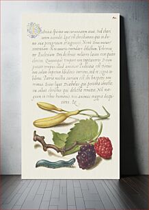 Πίνακας, Hyacinth, Black Mulberry, and Caterpillar from Mira Calligraphiae Monumenta or The Model Book of Calligraphy (1561–1596) by Georg Bocskay and Joris Hoefnagel