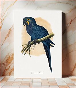 Πίνακας, Hyacinthine Macaw (Anodorhynchus hyacinthinus) colored wood-engraved plate by Alexander Francis Lydon