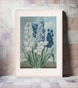 Πίνακας, Hyacinths, from "The Temple of Flora, or Garden of Nature" by Robert John Thornton