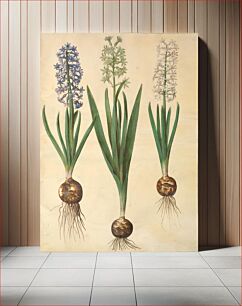 Πίνακας, Hyacinthus orientalis (common hyacinth) by Maria Sibylla Merian