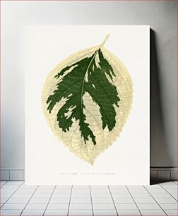 Πίνακας, Hydrangea Japonica Variegata leaf illustration