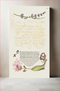 Πίνακας, Hyssop, Insect, and Cuckoo Flower from Mira Calligraphiae Monumenta or The Model Book of Calligraphy (1561–1596) by Georg Bocskay and Joris Hoefnagel
